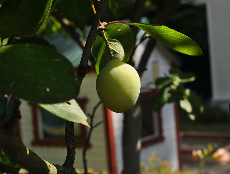 DSC_0848.JPG