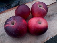 IMG_20131115_114954.jpg