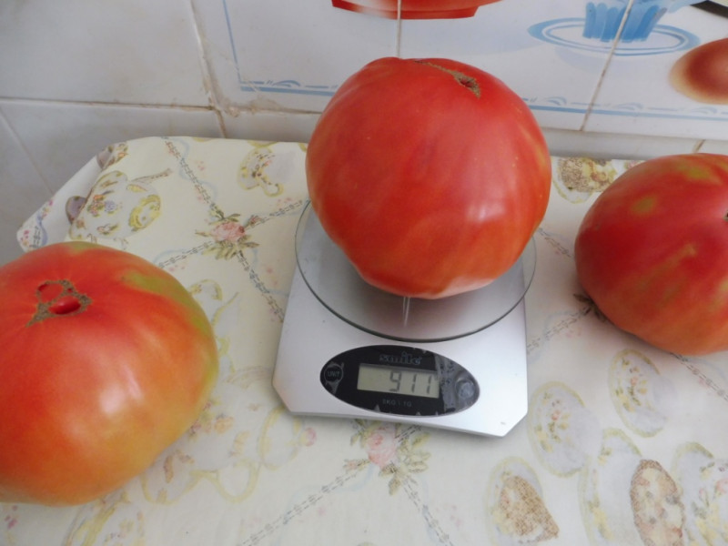 Белфорт (03.08.2019)