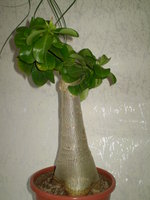 P1010011.JPG