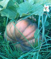Копия IMG_20130829_200453.jpg