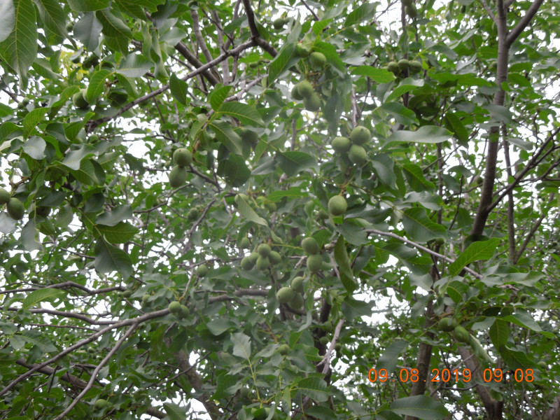 DSCN7898.JPG
