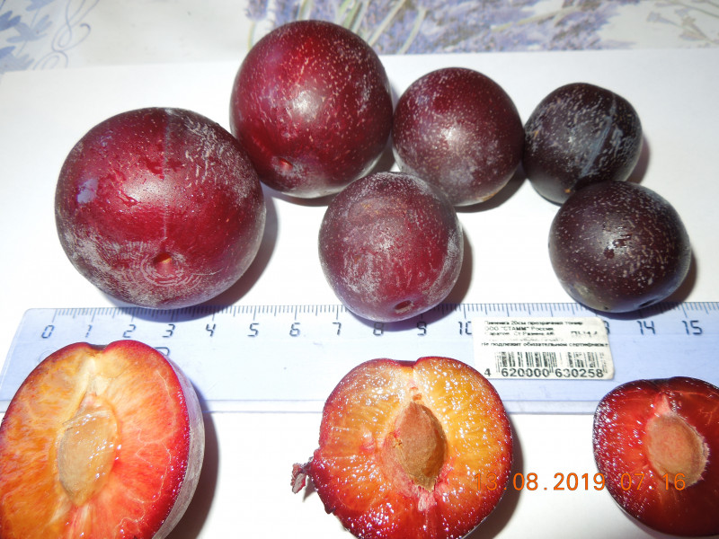 DSCN7901.JPG