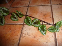 P1020103.JPG
