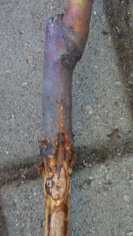 DSC02135.JPG