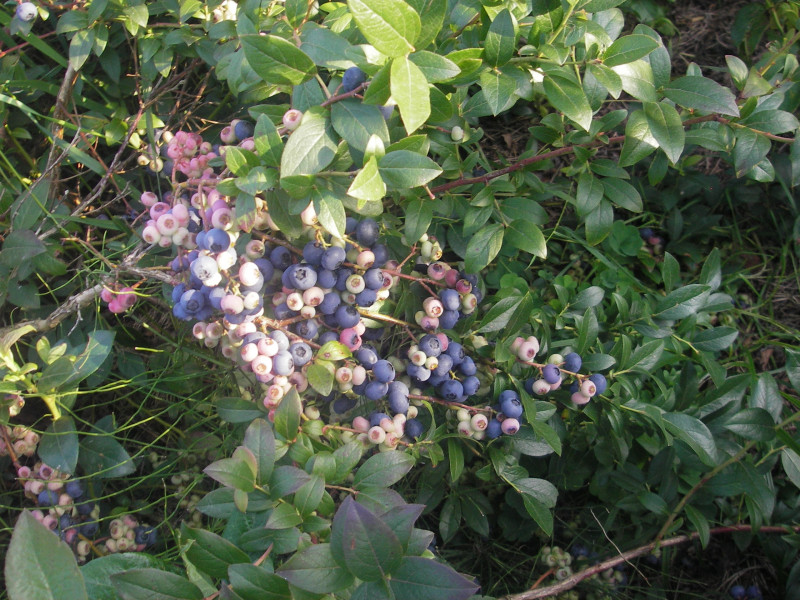IMGP2603.JPG