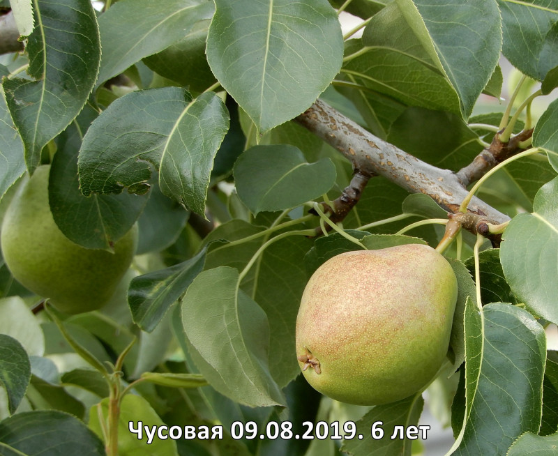 Чусовая 2.jpg