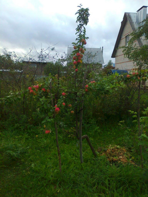 Персиянка27_08_19_1160.jpg