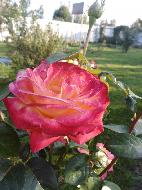 IMG_20190830_175448.jpg