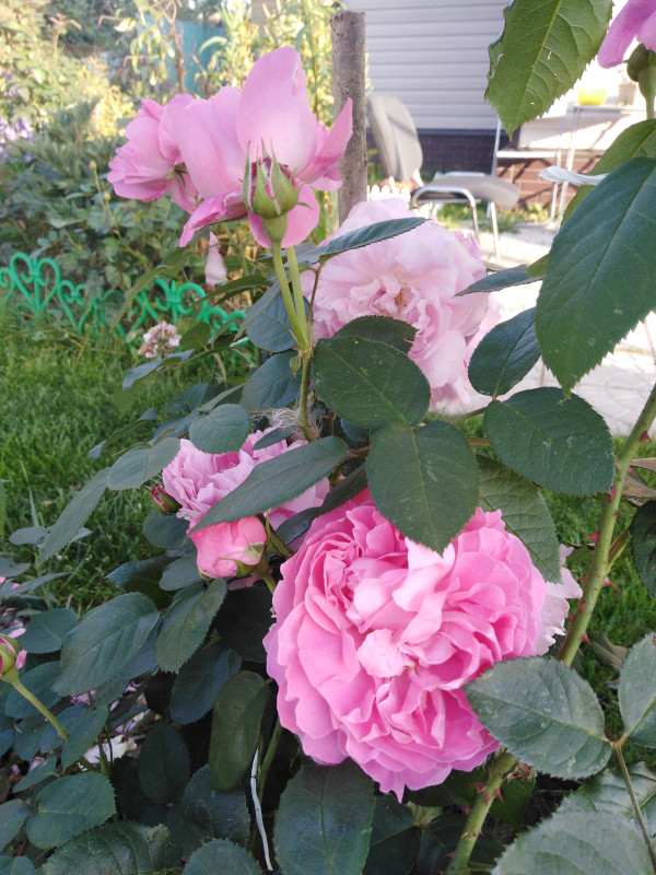 IMG_20190830_174907.jpg