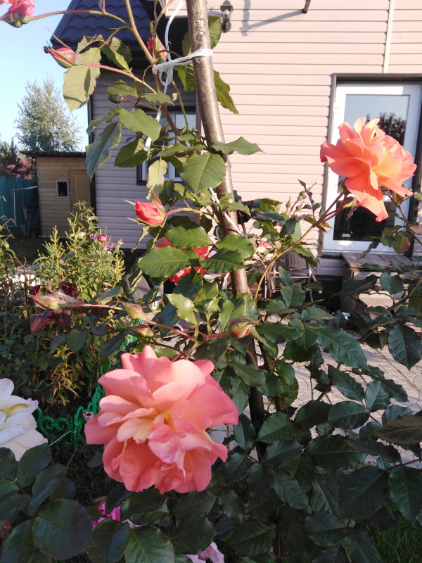 IMG_20190830_174823.jpg