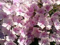 флокс из сада Шароновых