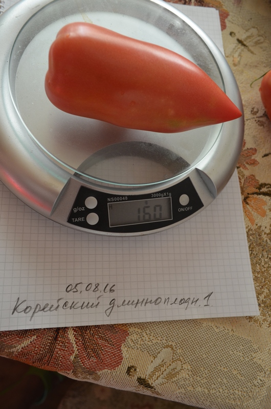 Корейский длинноплодный.jpg