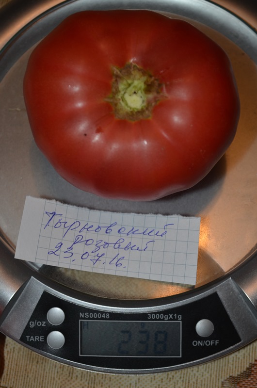 Тырновский розовый.jpg