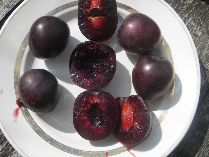 Слева две сливы Сапальты, остальное Дип Пёрпл, часто встречаются плоды с дефектными косточками(у Сапальты  тоже)