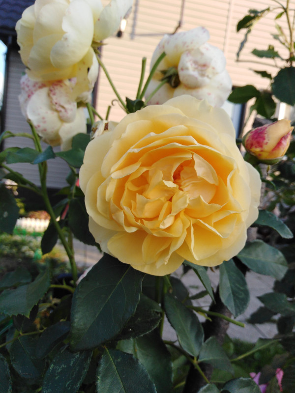 IMG_20190908_175040.jpg