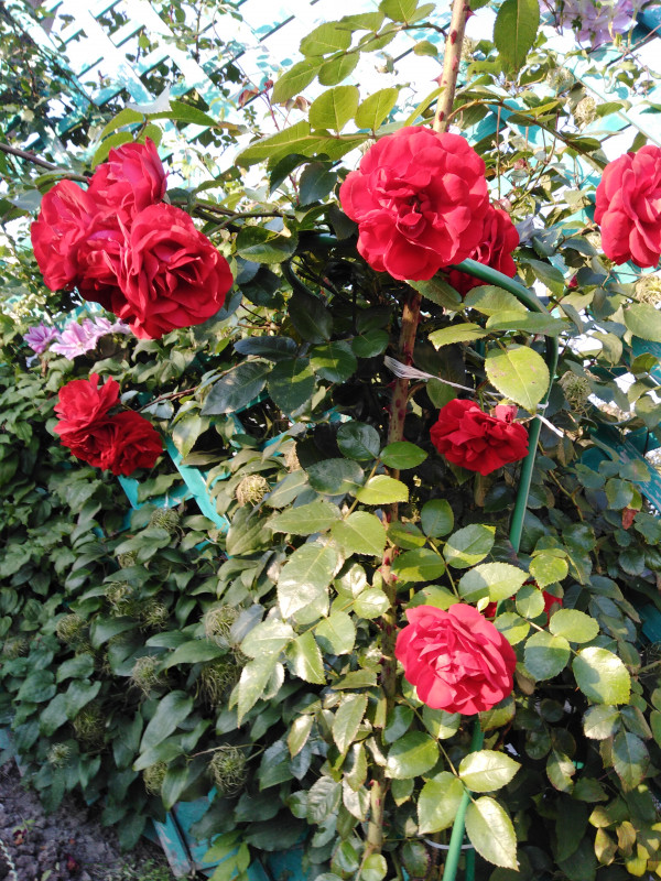 IMG_20190908_174551.jpg