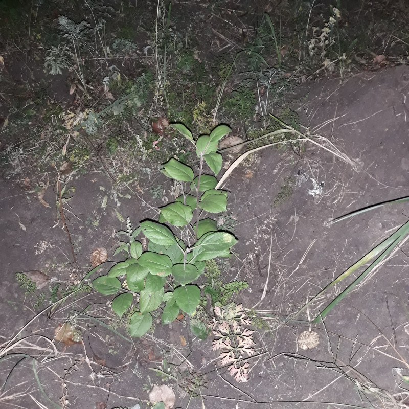 20190906_222427 ММ106.jpg