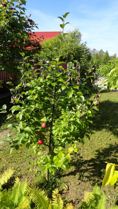 DSC08803-03.jpg