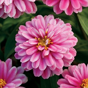 Zinnia RaspberryRipple.jpg