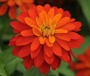 Zinnia_Double_Zahara_Fire_Bloom_9237Optimized.jpg