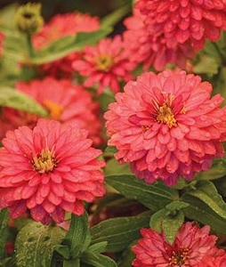 Zinnia, Double Zahara Salmon..jpg