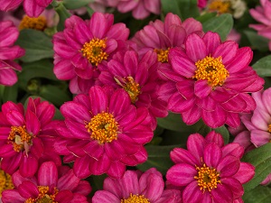 Zinnia_Profusion-Double_Cherry-A1.jpg