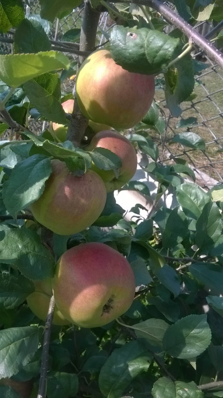 WP_20190811_004.jpg
