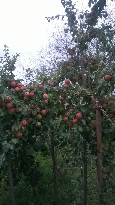 WP_20190921_008.jpg