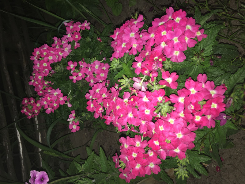 9CF2501C-D5C0-4ED4-89BB-C021E2280BBA.jpeg