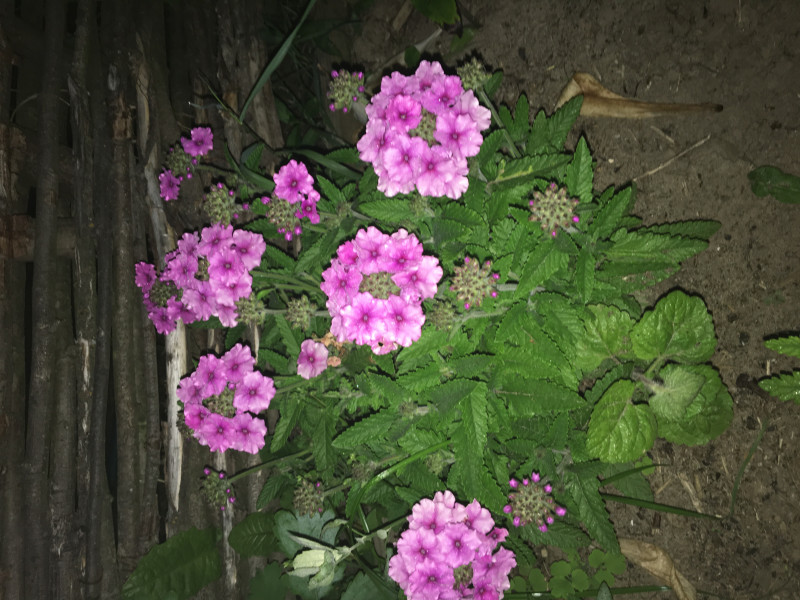 487075E6-4CA7-4451-AF99-14F8EC984274.jpeg