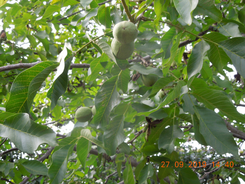 DSCN8081.JPG