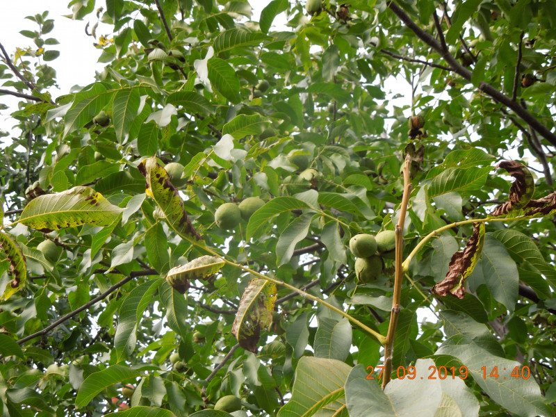 DSCN8083.JPG