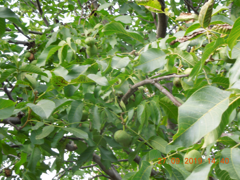 DSCN8084.JPG