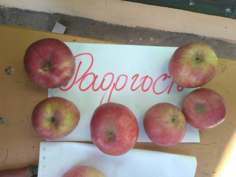 Весь урожай