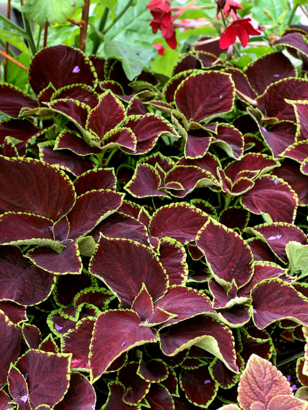 coleus_chocolate_mint_02.jpg
