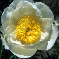 Paeonia-'Cheddar-Elite'-250.jpg