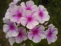 DSC03721.JPG