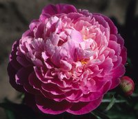 Frosted Rose.jpg