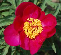 Fuchsia Glow.jpg