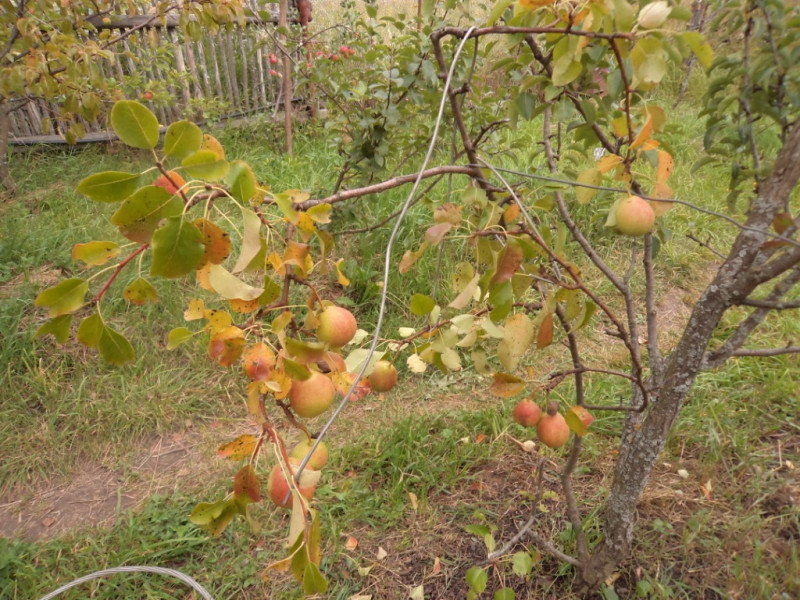 плодовые  культуры 223.jpg