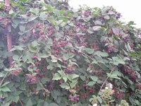 DSCN4518.JPG