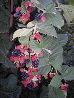 DSCN2293.JPG
