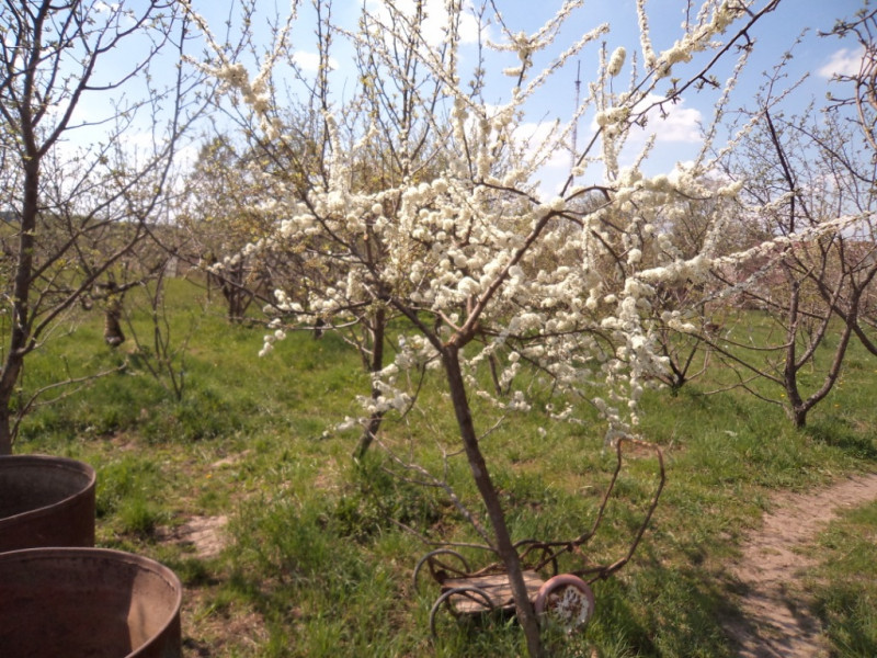 плодовые  культуры 151.jpg