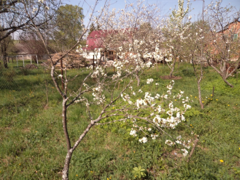 плодовые  культуры 164.jpg