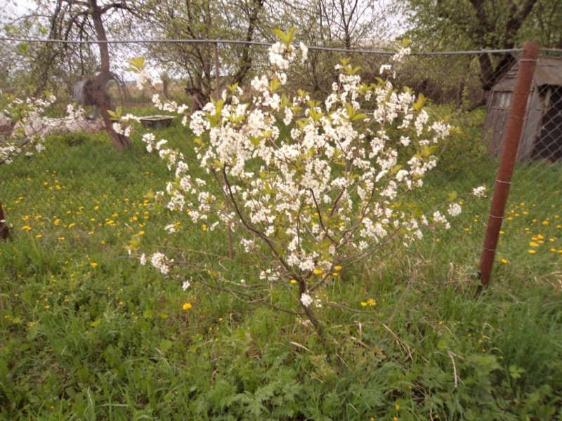 плодовые  культуры 169.jpg