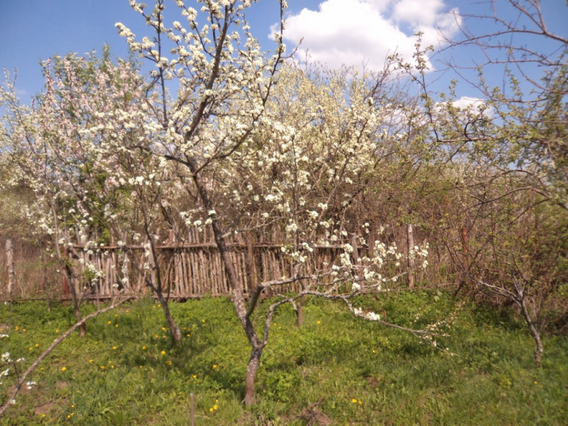 плодовые  культуры 155.jpg