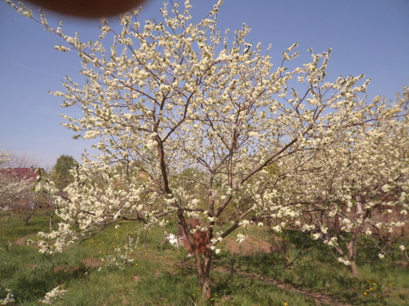 плодовые  культуры 161.jpg