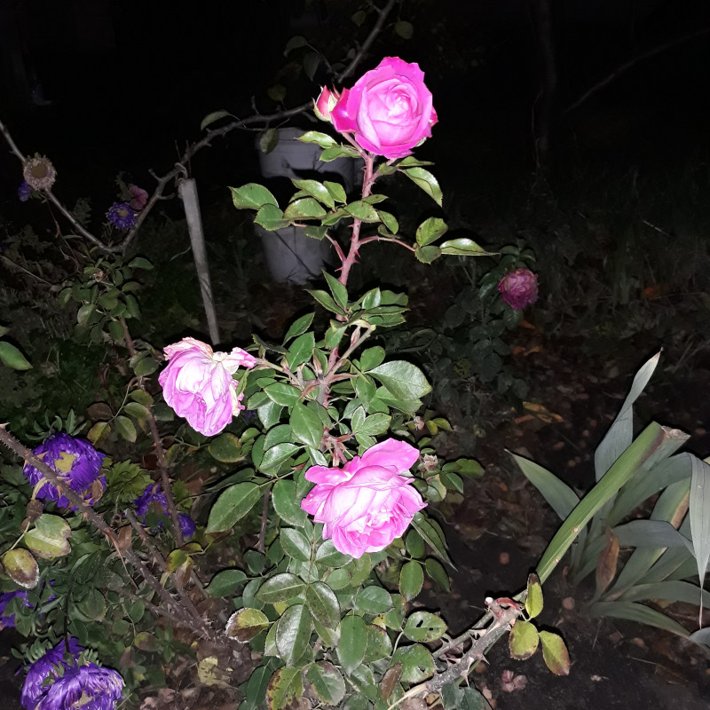 20191011_224756.jpg