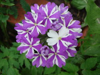 DSC00592.JPG